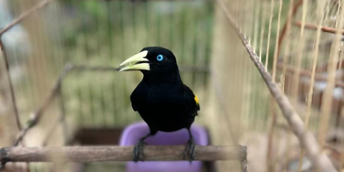 Polícia apreende aves silvestres e armas em operação contra crimes ambientais em Bacabal e Lago Verde