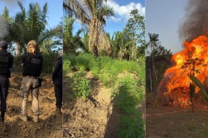 Polícia destrói plantação com cerca de 3,5 mil pés de maconha na zona rural de Turiaçu