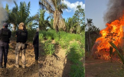 Polícia destrói plantação com cerca de 3,5 mil pés de maconha na zona rural de Turiaçu