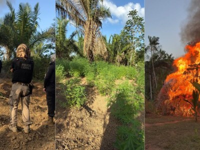 Polícia destrói plantação com cerca de 3,5 mil pés de maconha na zona rural de Turiaçu