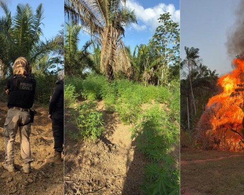 Polícia destrói plantação com cerca de 3,5 mil pés de maconha na zona rural de Turiaçu