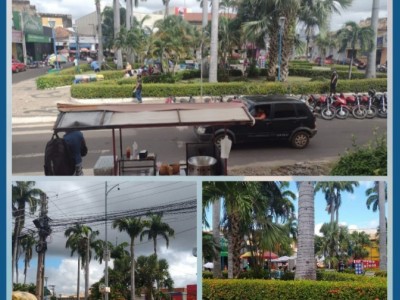 Prefeitura realiza operação de poda de árvores para segurança da população caxiense 