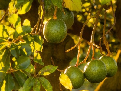 Homem sofre tentativa de homicídio por causa de pé de abacate, em Açailândia