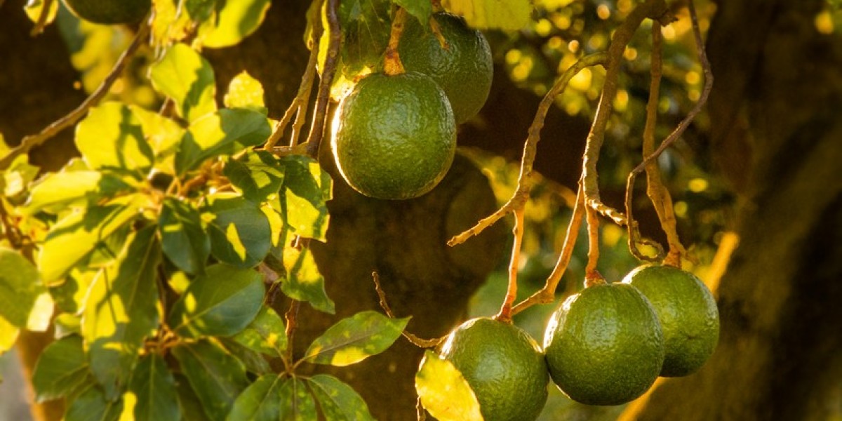 Homem sofre tentativa de homicídio por causa de pé de abacate, em Açailândia
