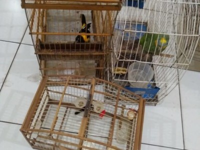 Armas de fogo e animais silvestres são apreendidos em São João do Sóter