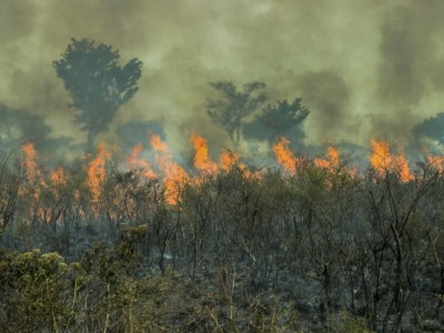Maranhão ocupa 3º posição no ranking de estados do Brasil com mais focos de incêndios florestais 