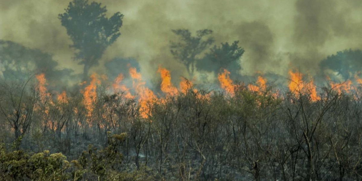 Maranhão ocupa 3º posição no ranking de estados do Brasil com mais focos de incêndios florestais 