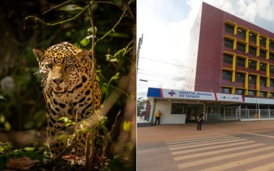 Criança de 8 anos atacada por onça em terra indígena no Pará está em estado grave; animal foi sacrificado
