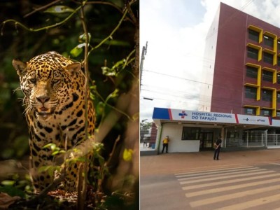 Criança de 8 anos atacada por onça em terra indígena no Pará está em estado grave; animal foi sacrificado