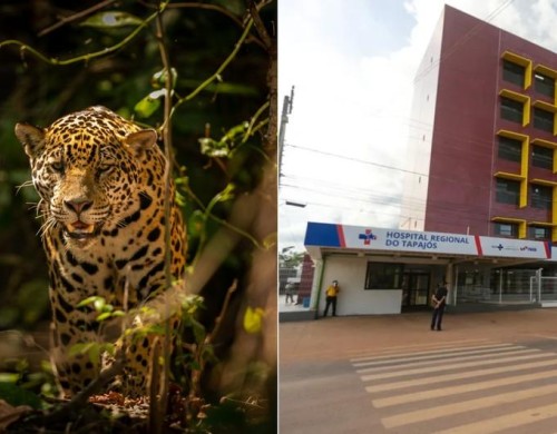 Criança de 8 anos atacada por onça em terra indígena no Pará está em estado grave; animal foi sacrificado