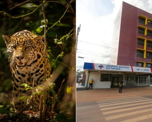 Criança de 8 anos atacada por onça em terra indígena no Pará está em estado grave; animal foi sacrificado