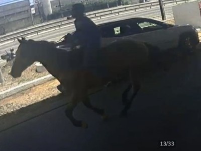Homem furta cavalo em Fortaleza e foge a galope no animal
