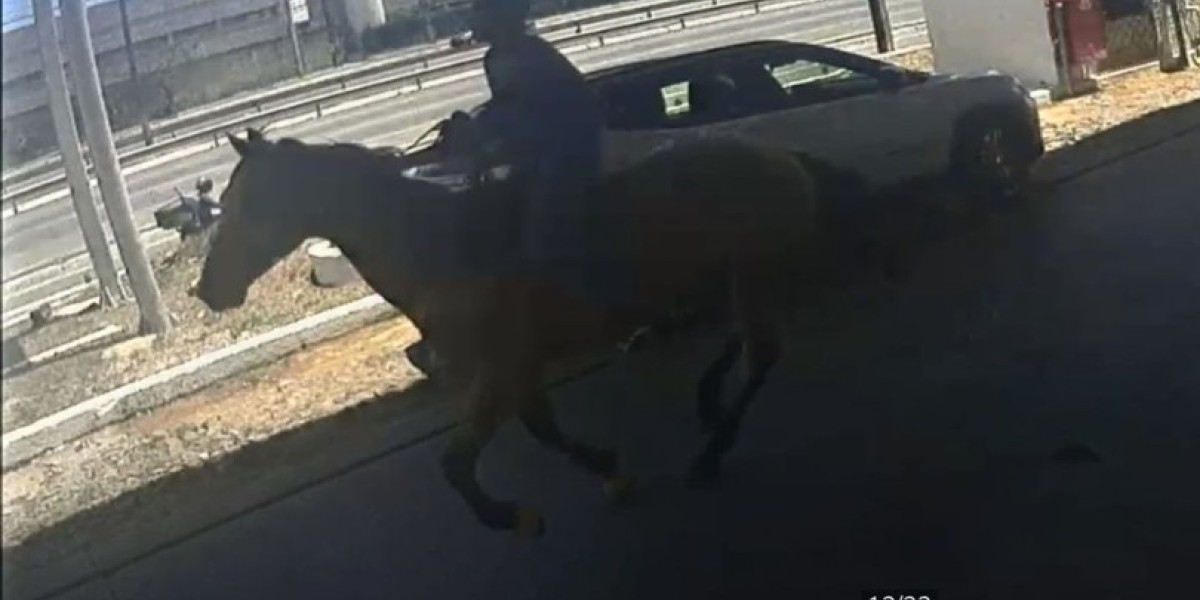Homem furta cavalo em Fortaleza e foge a galope no animal