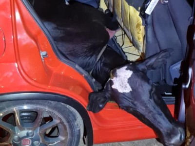 Polícia encontra vaca dentro de carro em Caxias