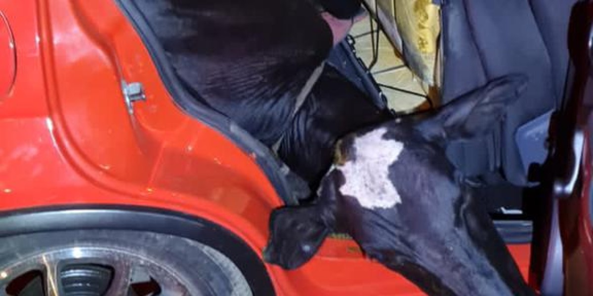 Polícia encontra vaca dentro de carro em Caxias