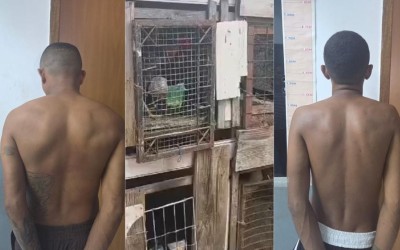 Polícia prende foragidos e suspeito de promover rinha de galos em Timon