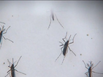 Casos de dengue, zika e chikungunya aumentam no Maranhão