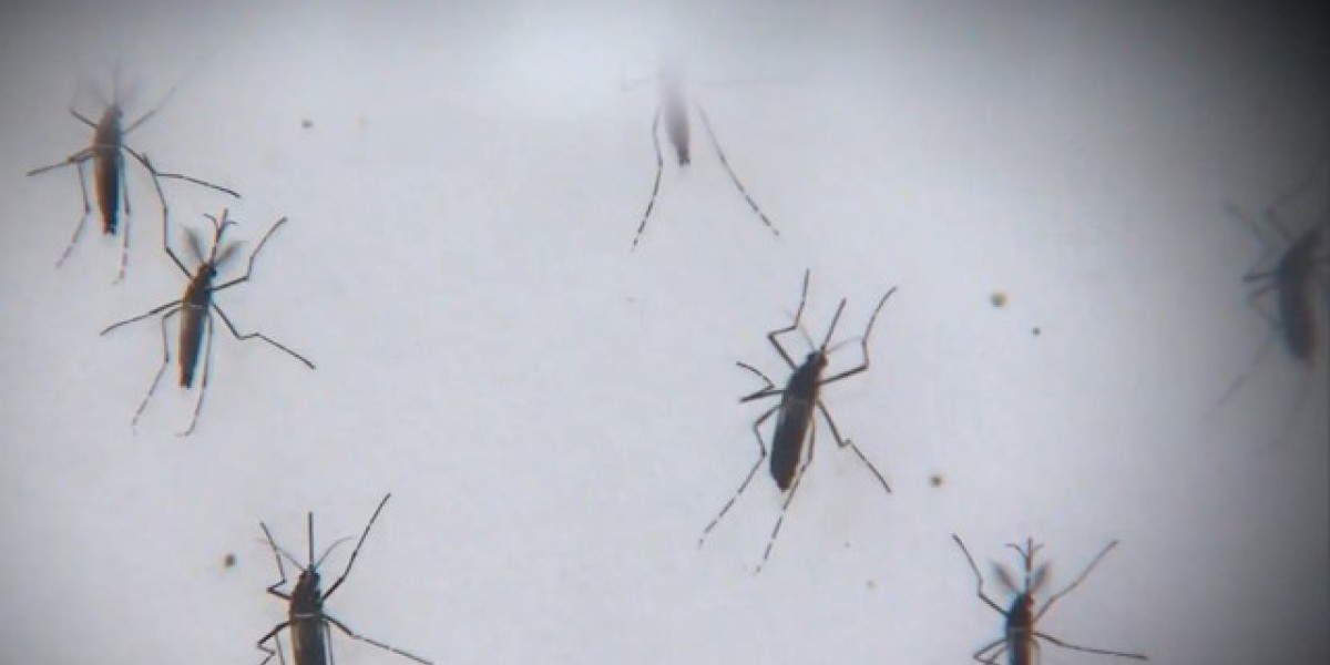 Casos de dengue, zika e chikungunya aumentam no Maranhão