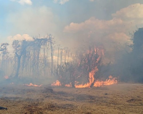 Piauí proíbe uso do fogo em 12 municípios por risco de incêndios; veja regiões