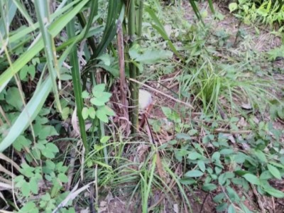 Ossada humana é encontrada por morador em matagal na Zona Norte de Teresina