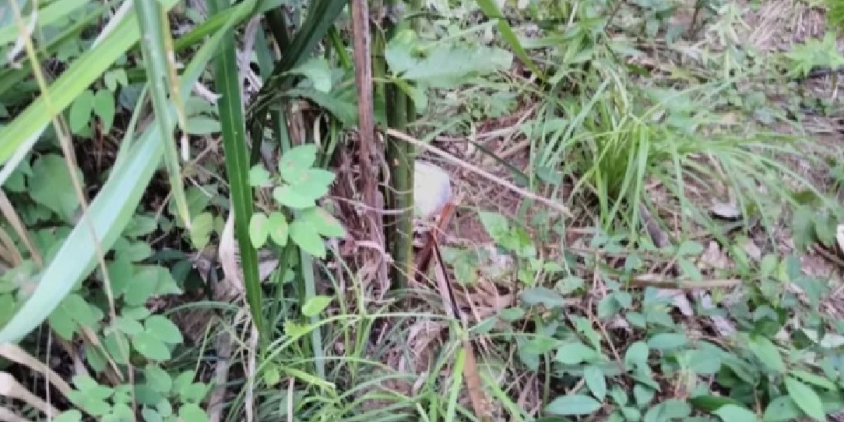 Ossada humana é encontrada por morador em matagal na Zona Norte de Teresina