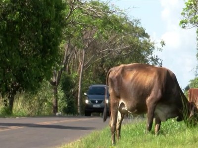 Animais soltos nas estradas causam riscos de acidentes no Maranhão