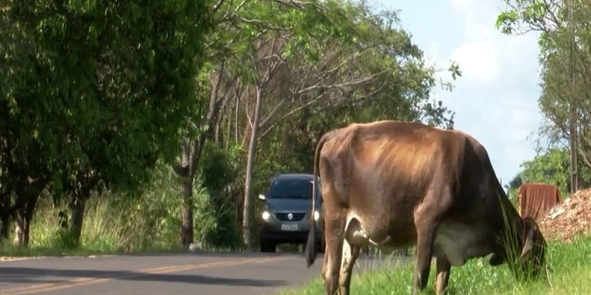 Animais soltos nas estradas causam riscos de acidentes no Maranhão