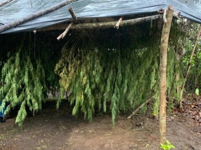 Polícia Civil localiza e destrói plantação de maconha no Maranhão