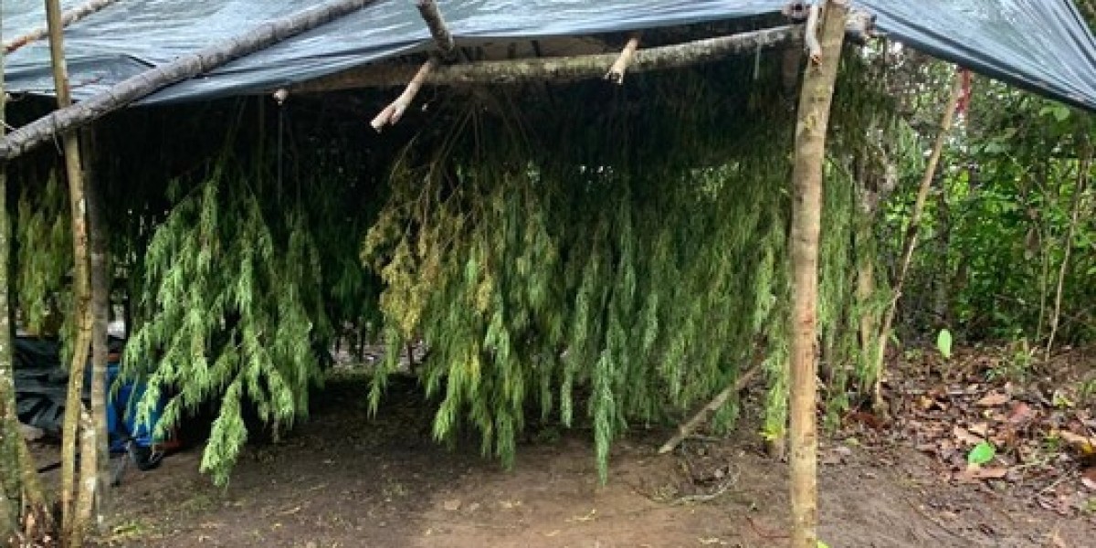 Polícia Civil localiza e destrói plantação de maconha no Maranhão