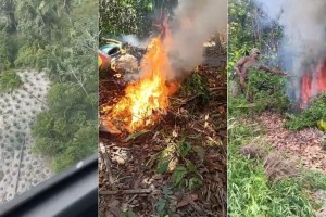 Operação destrói mais de 18 mil pés de maconha em municípios do Maranhão