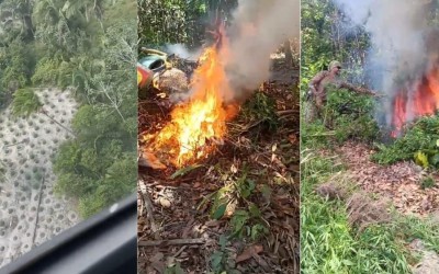 Operação destrói mais de 18 mil pés de maconha em municípios do Maranhão