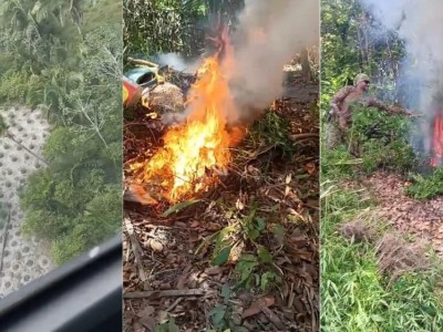 Operação destrói mais de 18 mil pés de maconha em municípios do Maranhão