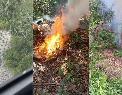 Operação destrói mais de 18 mil pés de maconha em municípios do Maranhão