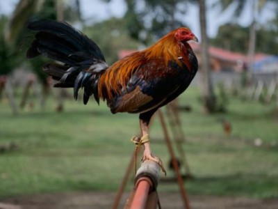 Galo usado em rinha ilegal na Índia mata o próprio dono