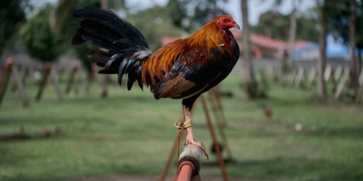 Galo usado em rinha ilegal na Índia mata o próprio dono