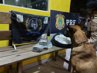 Cão farejador encontra drogas escondidas em bagagem com destino a Caxias