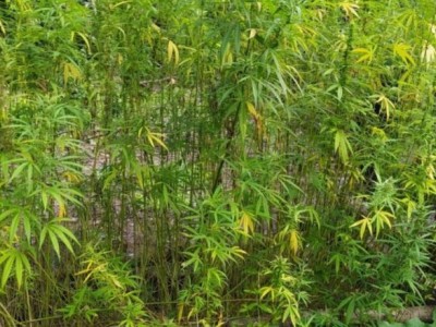 Polícia destrói roça com 200 pés de maconha em Buriticupu