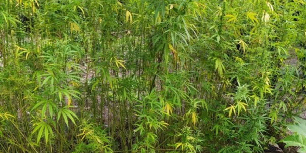 Polícia destrói roça com 200 pés de maconha em Buriticupu