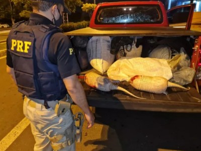 PRF apreende tatus mortos na BR-316 em Caxias