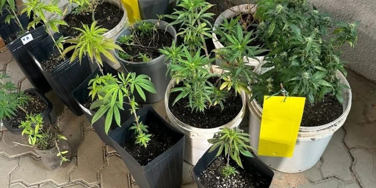 Maconha cultivada em condomínio de luxo é apreendida em operação policial em Imperatriz