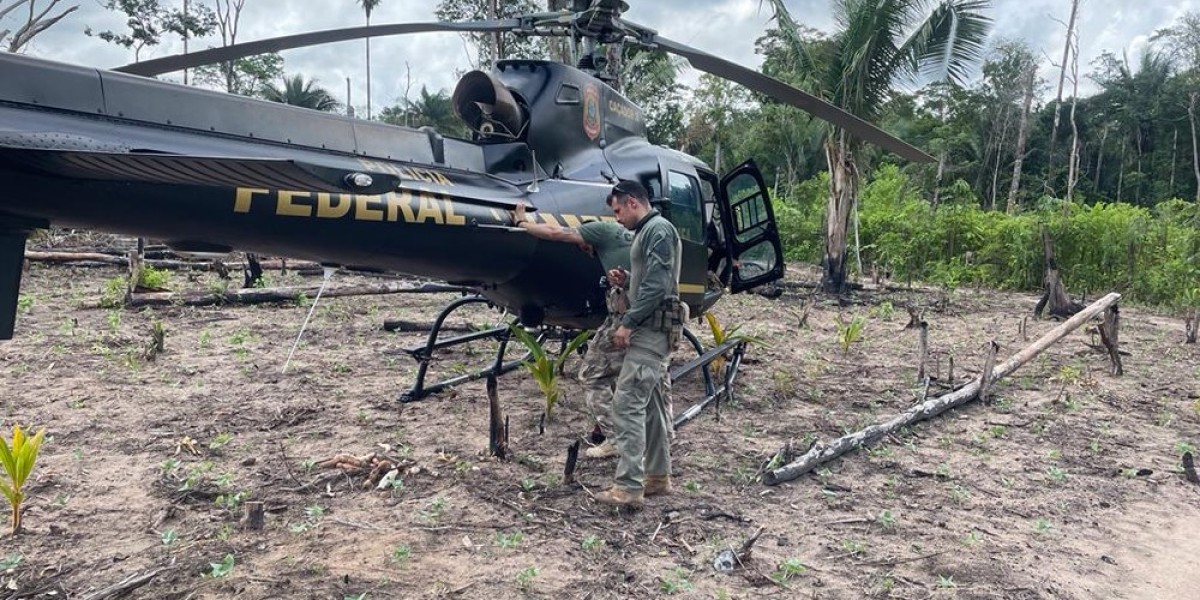 85 mil pés de maconha são encontrados em terras indígenas pela Polícia Federal