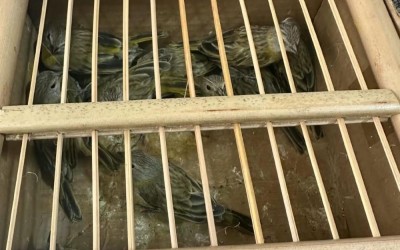 Mais de 20 aves silvestres são resgatadas durante fiscalização ambiental em Caxias