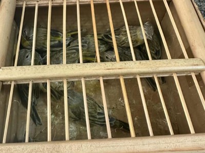 Mais de 20 aves silvestres são resgatadas durante fiscalização ambiental em Caxias