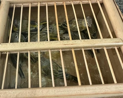 Mais de 20 aves silvestres são resgatadas durante fiscalização ambiental em Caxias