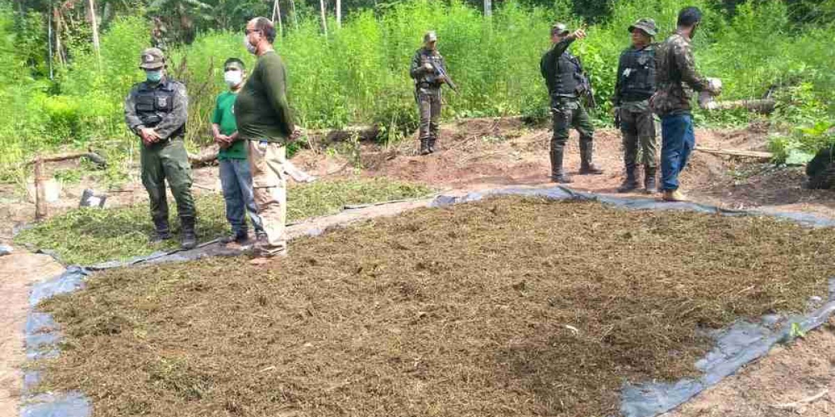 Polícia encontra oito mil pés de maconha dentro de Terra Indígena no Maranhão