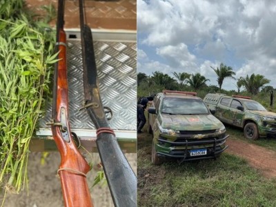 Operação policial destrói plantação de maconha e apreende armas na zona rural de Cândido Mendes