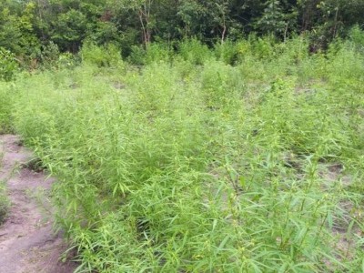 Após denúncia, polícia destrói plantação de 2 mil pés de maconha no Maranhão