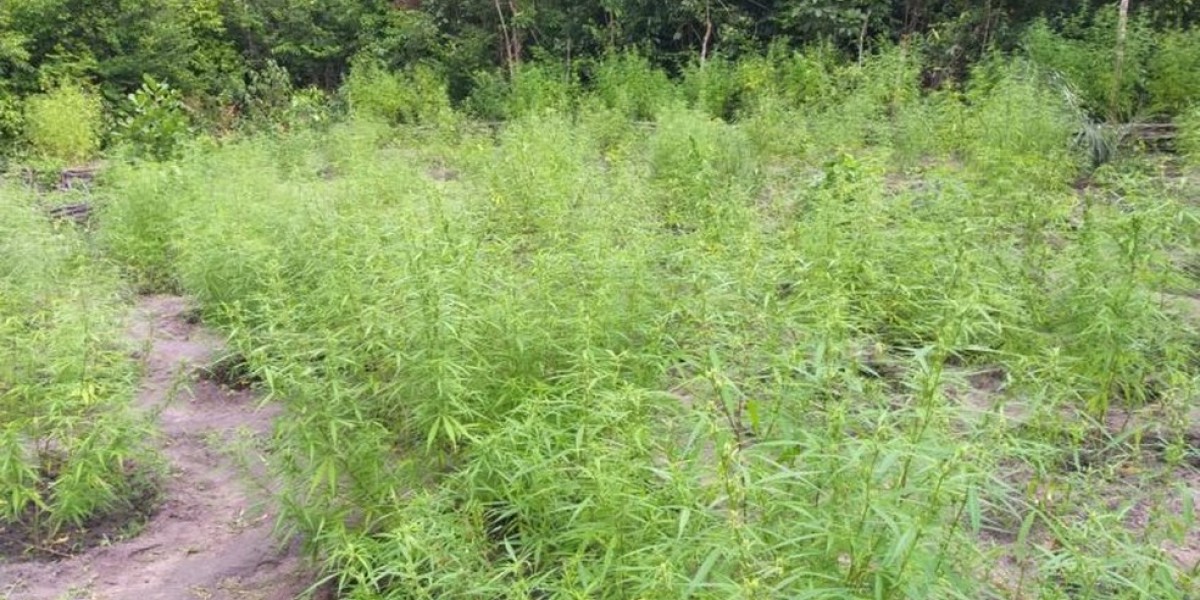 Após denúncia, polícia destrói plantação de 2 mil pés de maconha no Maranhão