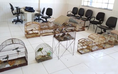 Operação da PRF resgata 59 animais silvestres e resulta na detenção de 14 pessoas no Maranhão