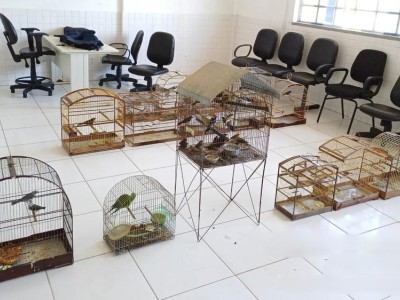 Operação da PRF resgata 59 animais silvestres e resulta na detenção de 14 pessoas no Maranhão